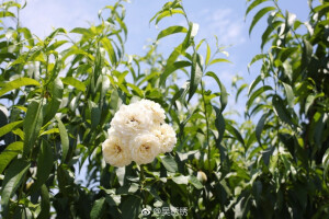 我们家小园子也渐渐地有了夏天的模样。☘ ​​​​