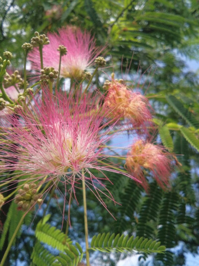 盛夏时节，合欢花开，空气中弥漫着淡淡的香气，放慢脚步，抬眼望着满树的绿叶红花，翠碧摇曳，心念着“合欢”二字，忽想起了甄嬛传里的那个念着“合心既欢”的叶澜依，只有挚情之人，才会偏爱这样的花吧！