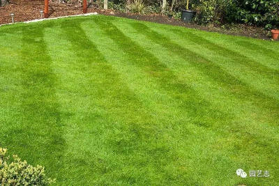 如何修剪你的草坪