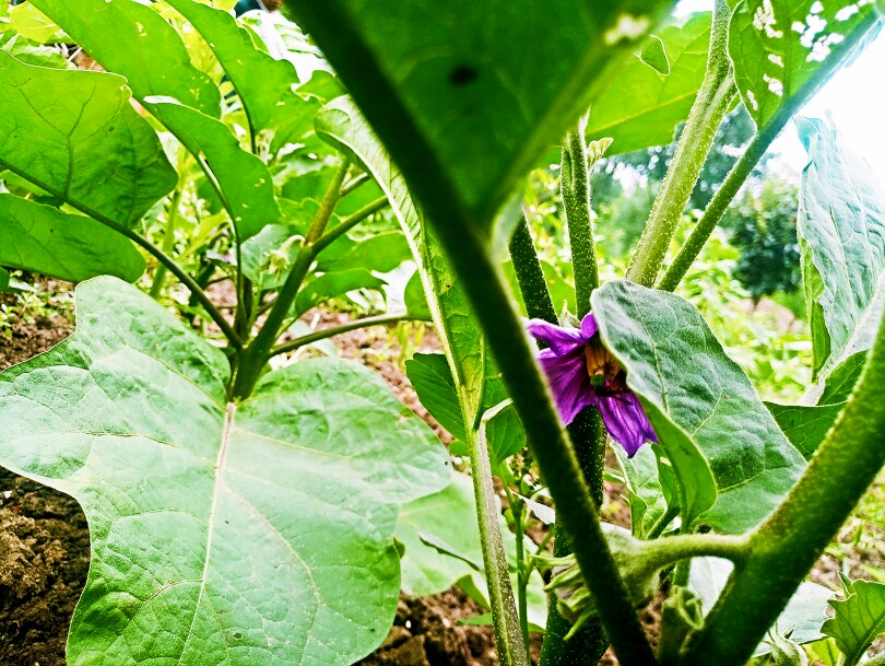 2017.06.23
茄子也开