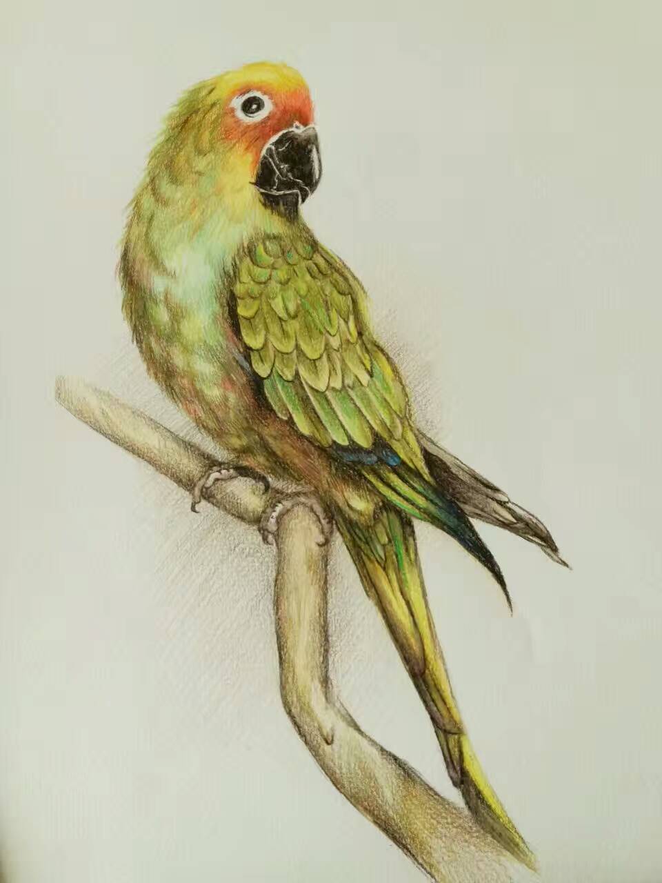 彩铅鹦鹉