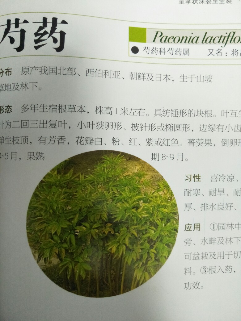 芍药叶子（草本科）