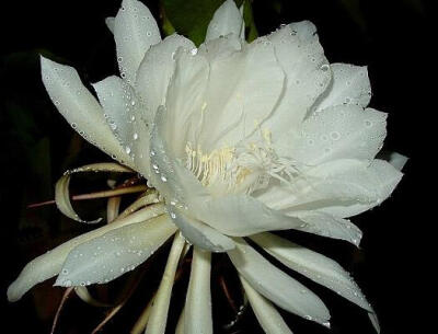 【昙花】(拉丁学名:Epiphyllum oxypetalum (DC.)Haw )，为仙人掌科，昙花属附生植物，是灌木状主茎圆筒形木质。昙花享有"月下美人"之誉，当花渐渐展开后，过1-2小时又慢慢地枯萎，整个过程仅4个小时左右，故有"昙花…