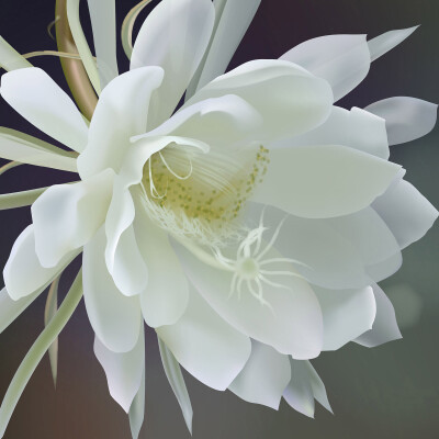 【昙花】(拉丁学名:Epiphyllum oxypetalum (DC.)Haw )，为仙人掌科，昙花属附生植物，是灌木状主茎圆筒形木质。昙花享有"月下美人"之誉，当花渐渐展开后，过1-2小时又慢慢地枯萎，整个过程仅4个小时左右，故有"昙花…