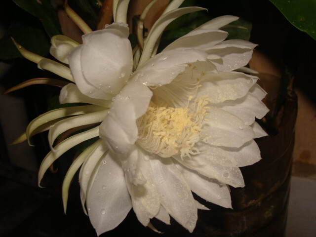 【昙花】(拉丁学名:Epiphyllum oxypetalum (DC.)Haw )，为仙人掌科，昙花属附生植物，是灌木状主茎圆筒形木质。昙花享有"月下美人"之誉，当花渐渐展开后，过1-2小时又慢慢地枯萎，整个过程仅4个小时左右，故有"昙花一现"之说。【别名】琼花、月下美人，夜会草，昙华，月来美人，韦陀花，鬼仔花。【花语】:刹那间的美丽，一瞬间的永恒。