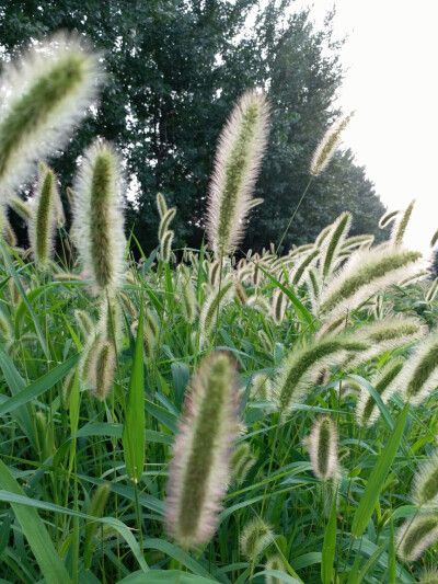 狗尾巴草