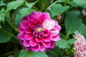 大丽花（Dahlia pinnata Cav.），别名大理花、天竺牡丹、东洋菊、大丽菊、地瓜花，菊科、大丽花属植物，多年生草本，有巨大棒状块根。茎直立，多分枝，高1.5-2米，粗壮。原产于墨西哥，墨西哥人把它视为大方、富丽的象征，因此将它尊为国花。
目前，世界多数国家均有栽植，选育新品种时有问世，据统计，大丽花品种已超过3万个，是世界上花卉品种最多的物种之一。大丽花花色花形誉名繁多，丰富多彩，是世界名花之一；另可活血散瘀，有一定的药用价值。