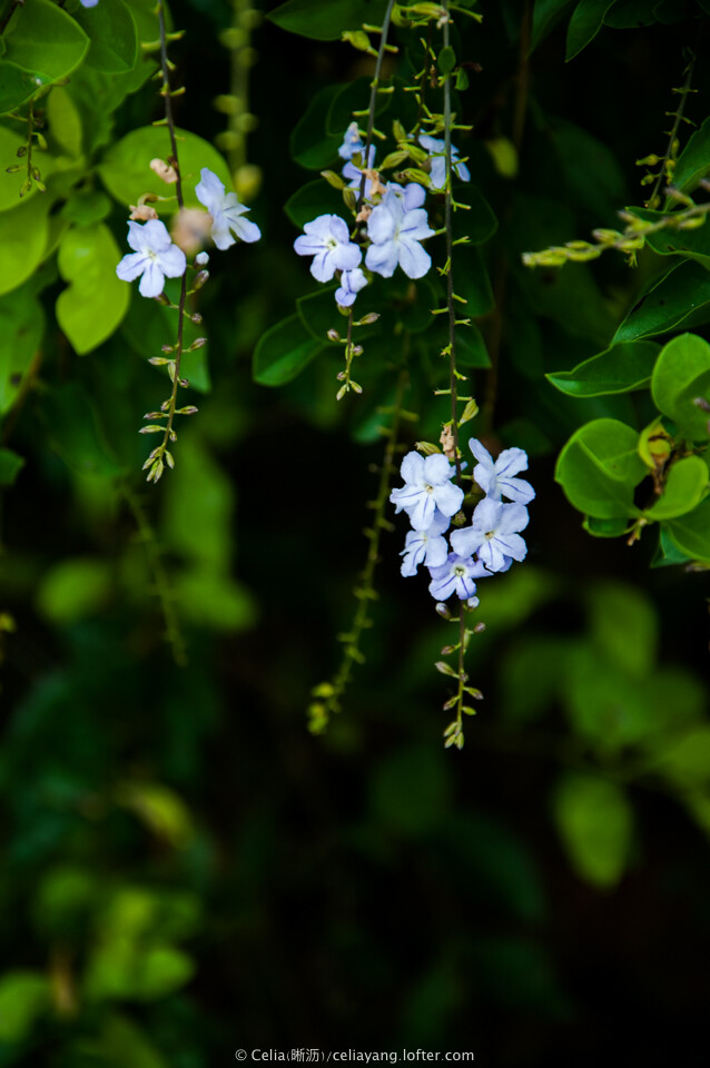 金叶假连翘（Duranta repens ‘Variegata’）：常绿灌木，常绿灌木，株高0.2-0.6米，枝下垂或平展。叶对生，叶长卵圆形，色金黄至黄绿，卵椭圆形或倒卵形，长2—6．5厘米，中部以上有粗齿?；ɡ渡虻蹲仙茏椿ㄐ虺试沧蹲?，花期5-10月。核果橙黄色，有光泽。原产墨西哥至巴西，中国南方广为栽培，华中和华北地区多为盆栽。