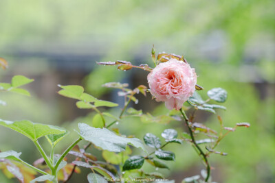 浪漫比克(Bico Romantica)：
微型月季，2008年法国Meilland公司培育。
花朵外部洋红色，内部橙色带粉色；花径3-6cm。
植株可达50厘米；四季开花性非常好，集群开放，单朵花期长达20天。