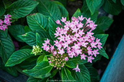 繁星花(Pentas Lanceolata)：茜草科宿根性多年生草本花卉。直立或半直立被毛亚灌木。一般株高20厘米至60厘米，茎直立，分枝力强，叶对生，披针形，叶端渐尖，长6厘米至8厘米，顶生聚伞形花序，小花呈筒状，花色5裂成…