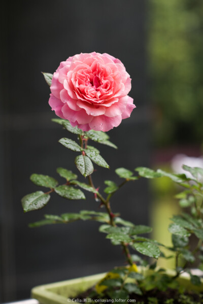 波提雪莉(Botticelli)：
丰花月季，2005年法国培育。
花朵浅粉色，前期芯的颜色较浓；花径8cm左右；微香或没有香味。
植株体型小，多季节重复盛开，甚至夏季也开。