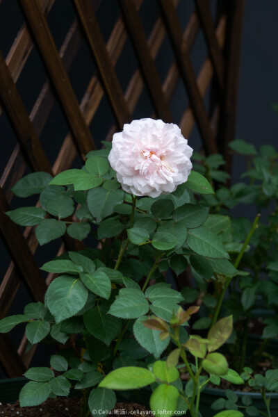 奥利维亚（Olivia）：
杂交茶香月季Hybrid Tea，2007年美国Tom Carruth培育。
花朵粉红色；花径大，花瓣41+；强香。
植株130-150cm，可用于切花或花园。