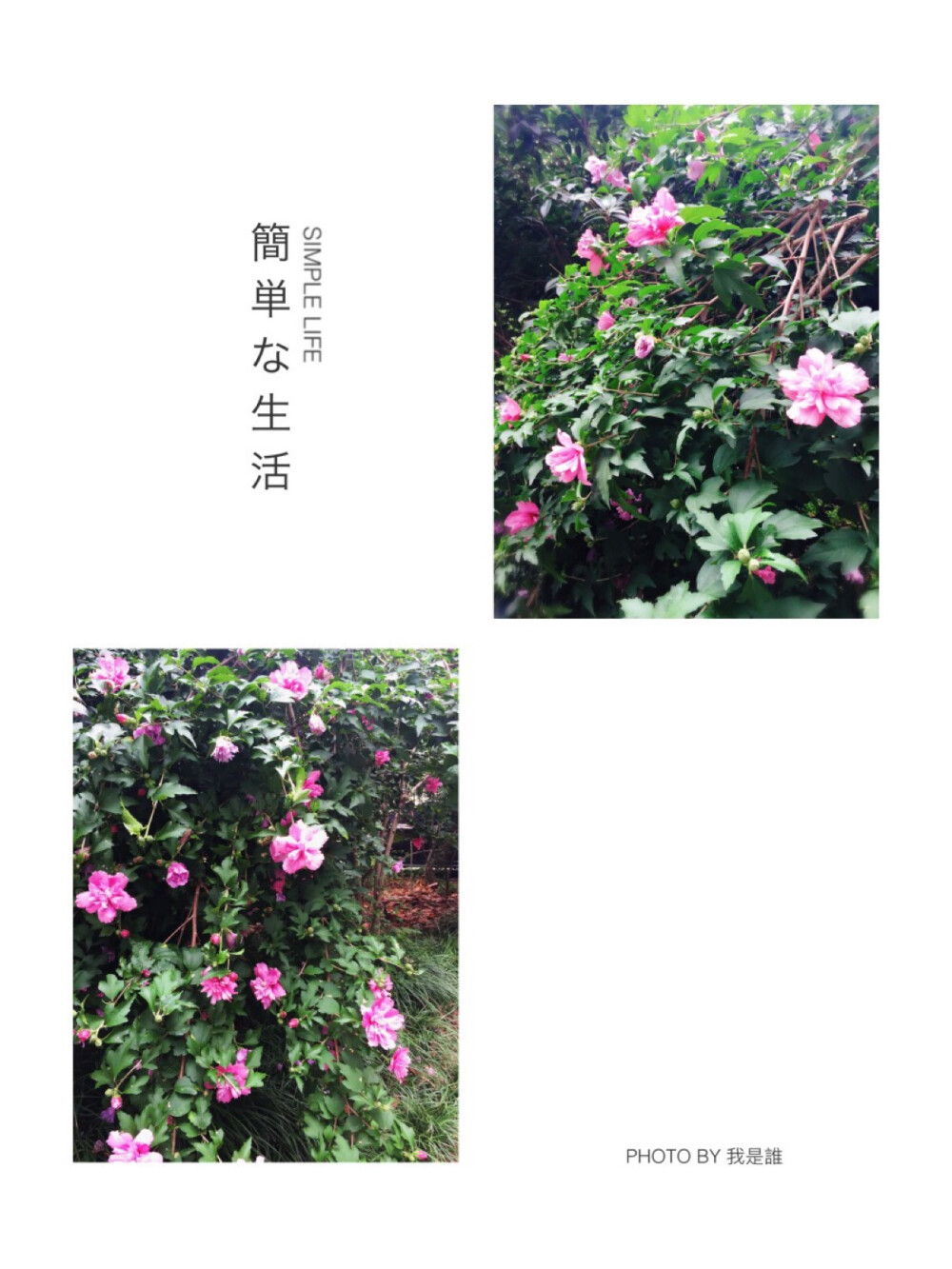 花花代我晚安