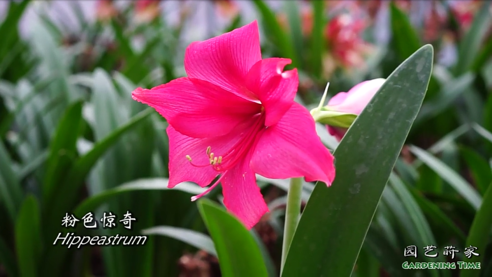 粉色惊奇朱顶红