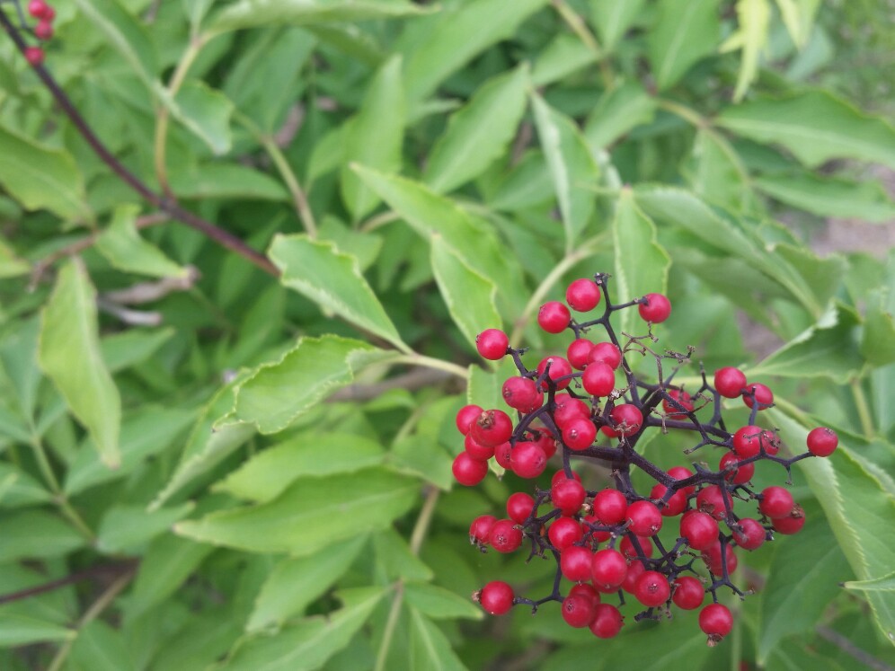 紅色小果果*