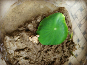 penny 一夜就觉得长大了很多