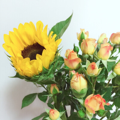 狂欢泡泡·向日葵·康乃馨