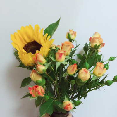 狂欢泡泡·向日葵·康乃馨