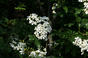 小果蔷薇(学名：Rosa cymosa Tratt.)：别名小金樱，落叶蔓生灌木，高2-5米；小枝圆柱形，无毛或稍有柔毛，有钩状皮刺。小叶3-5，叶片卵状披针形或椭圆形；花多朵成复伞房花序，花瓣白色，倒卵形；果球形，红色至黑褐色，萼片脱落。花期5-6月，果期7-11月。
多生于向阳山坡、路旁、溪边或丘陵地，海拔250-1300米。分布于中国华东、华南、西南各地。此花有栽培，具有较高的经济价值。