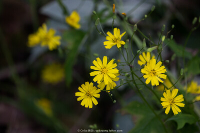 中华小苦荬[mǎi]：拉丁学名：Ixeridium chinense (Thunb.) Tzvel.，为菊科小苦荬属多年生草本植物。我国大部分地区均有分布，俄罗斯远东地区及西伯利亚、日本、朝鲜也有分布。