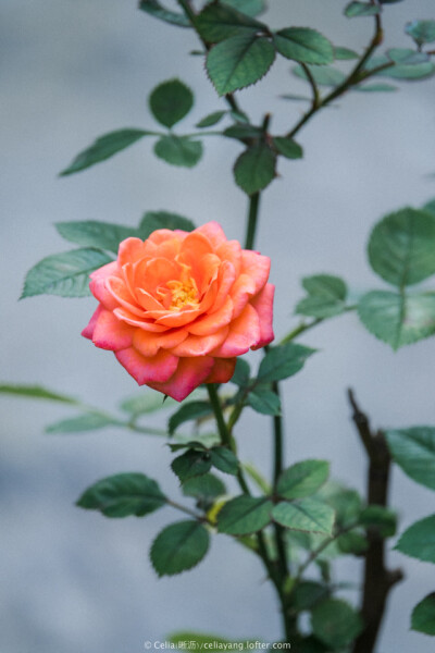 草裙舞女（Hula Girl）：
多头勤花微月，1975年美国Williams培育。
花朵鲑鱼橙色；花径平均约4cm，花朵约45枚；柔和果香。
植株高度约50-60cm，用于生产切花、容器栽培。