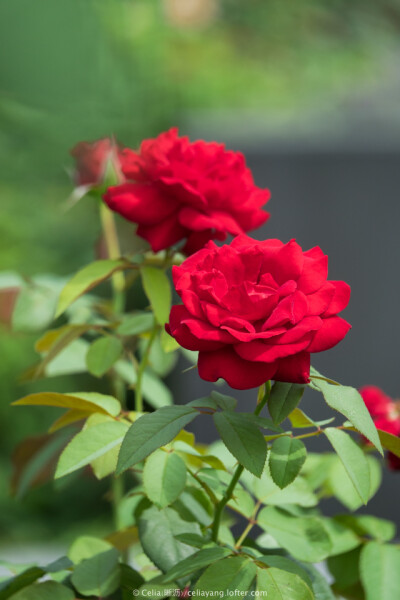 红和平：
大花月季，和平系列中花色最为红艳的品种。
花朵正红色；花蕾圆尖，大花，高满心，花径12-14cm，花瓣50枚；味香。
叶绿色，有光泽。
植株半扩张型长势，健壮。