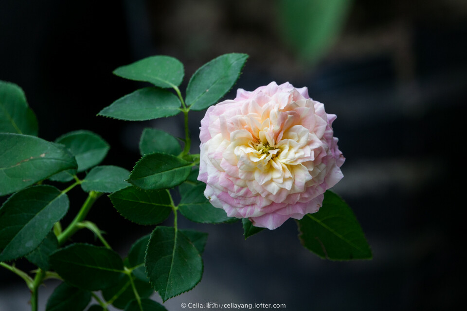 克劳德•莫奈（Claude Monet）：
灌木月季，1992年美国培育出，Delbard/Georges Delbard SA 在法国以名称'Claude Monet'推出。
花朵拥有粉色、黄色和奶油色的柔和色彩，有红色混合条纹；花径中等，双瓣(17-25花瓣)，高中心；轻度到强柑橘、水果、玫瑰、香草香味。
植株高度90-100cm，宽度50至60厘米，适合狭小面积种植与盆栽；多季节重复盛开。