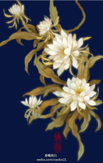 昙花——《哑舍》晓泊