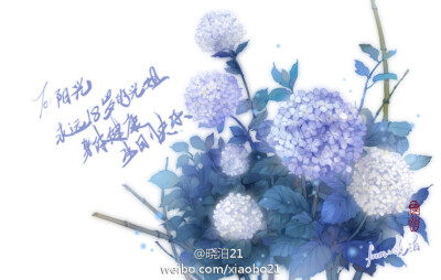 绣球——《哑舍》晓泊