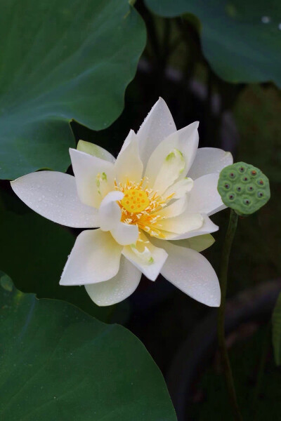 莲花说
娑婆世界
只在呼吸之间
我们所经历的时刻
正在消逝
这个时刻
不再重来
每个时刻
都是最后时刻
仅此而已
就只有这么一瞬间
这就是生命的美妙