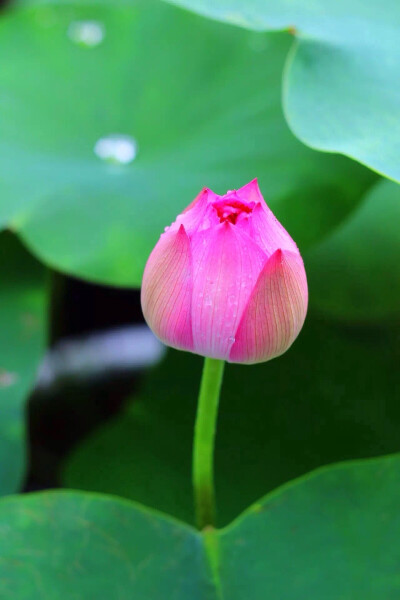 莲花说
娑婆世界
只在呼吸之间
我们所经历的时刻
正在消逝
这个时刻
不再重来
每个时刻
都是最后时刻
仅此而已
就只有这么一瞬间
这就是生命的美妙