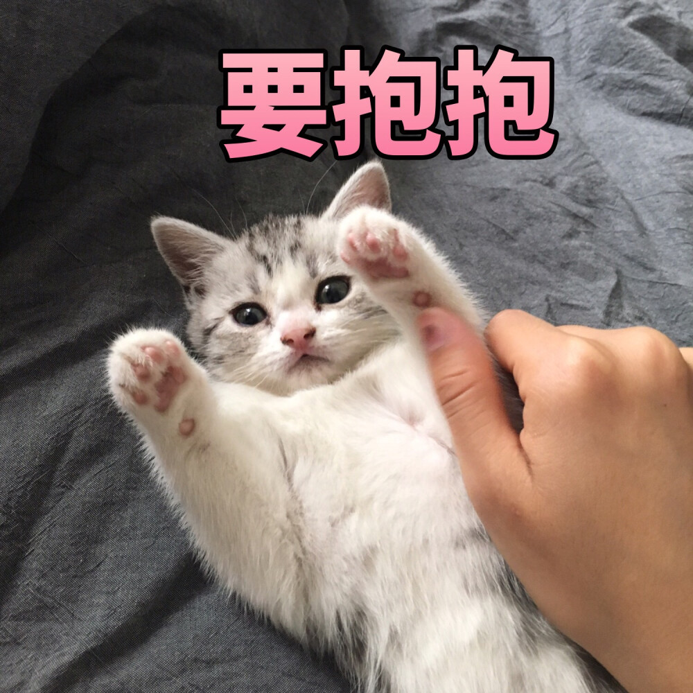 可爱喵星人 猫咪表情包
要抱抱