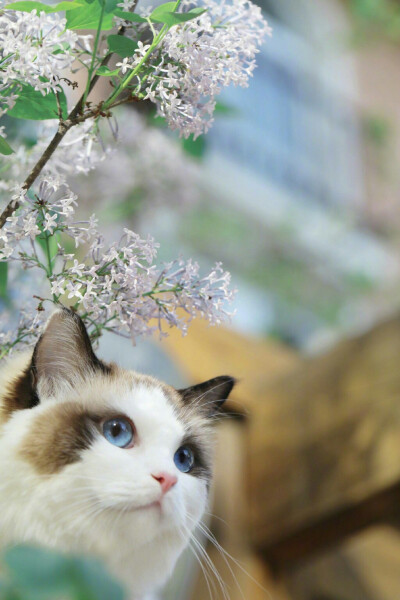 郭斯特家的猫 狐狸 你是人间四月天