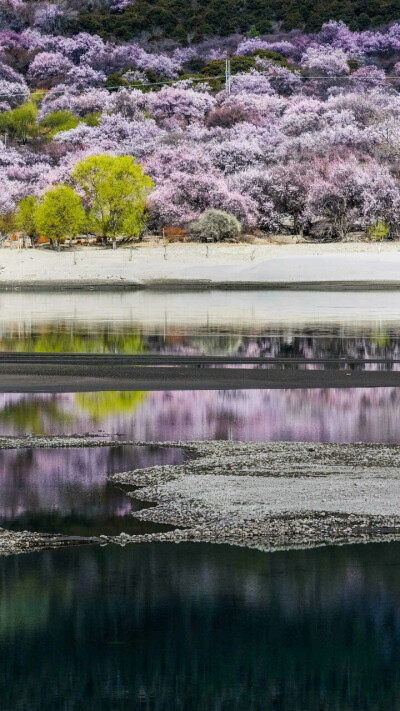 桃花林