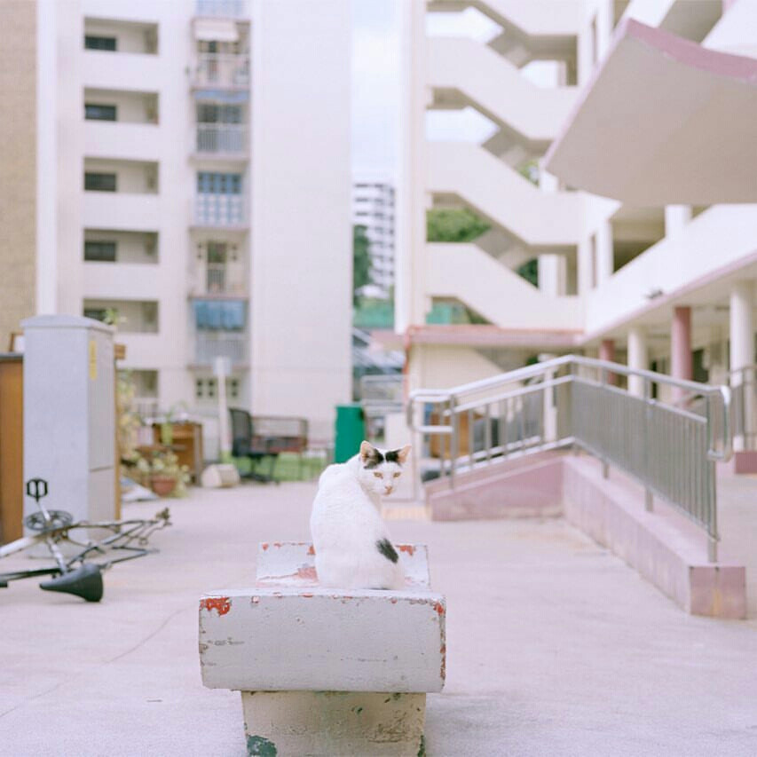 清新 微甜 风景 壁纸 猫