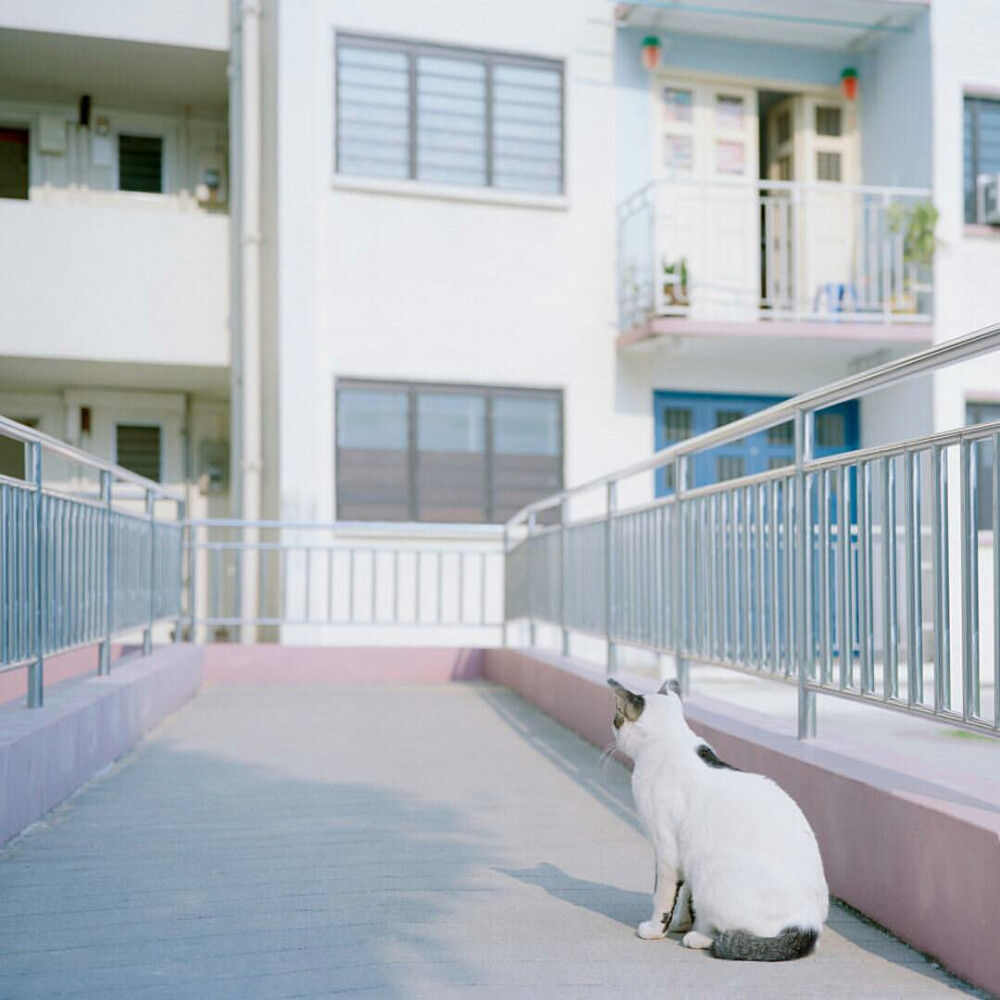 清新 微甜 风景 壁纸 猫