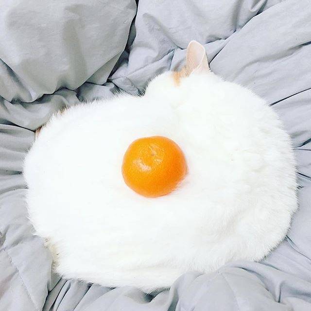 蛋黄。。。猫？