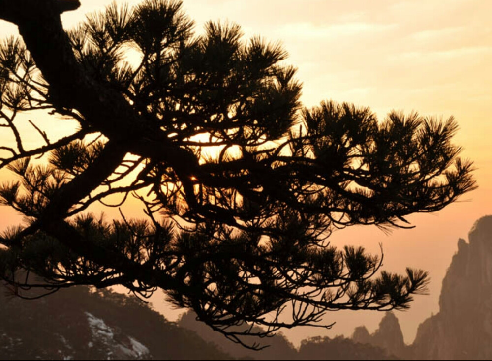  松边一石平如榻，坐听风蝉送夕阳