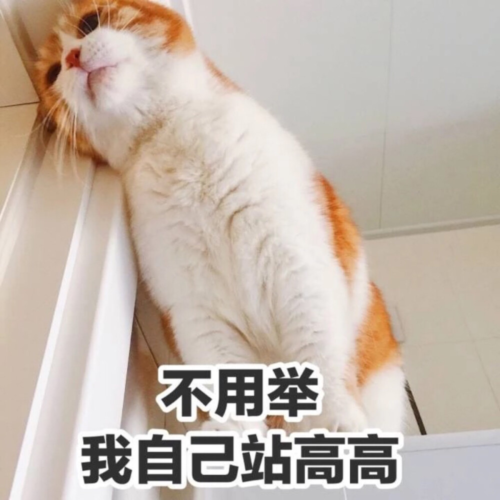 橘猫表情包