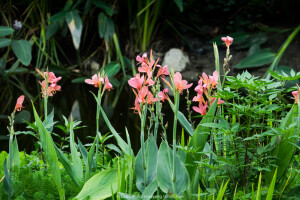 粉美人蕉（Canna glauca L.）：
一种球根草本植物。根茎延长，株高1.5-2米；茎绿色。叶片披针形；总状花序疏花，单生或分叉，稍高出叶上；苞片圆形，褐色，花黄色，无斑点；有多种园艺栽培品种，颜色从粉、橙红色及具带红色斑点等。花期：夏、秋。
具有茎叶茂盛，花色艳丽，花期长，耐水淹，也可在陆地生长的优点，所以在雨季丰水期和和旱季枯水期都能安然无羔。