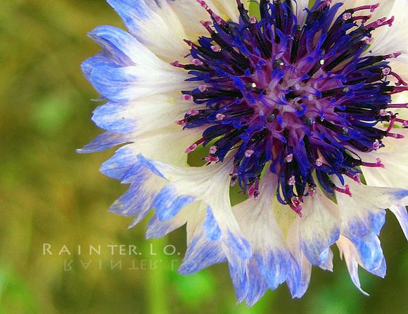 【矢车菊】(拉丁学名:Centaurea cyanus L.)总苞椭圆状，盘花，蓝色、白色、红色或紫色，瘦果椭圆形，顶端排成伞房花序或圆锥花序。矢车菊的故乡在欧洲，被德国奉为国花。【花语】:遇见和幸福。细致，优雅.（也代表幸福）