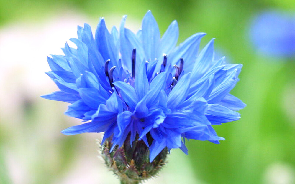 【矢车菊】(拉丁学名:Centaurea cyanus L.)总苞椭圆状，盘花，蓝色、白色、红色或紫色，瘦果椭圆形，顶端排成伞房花序或圆锥花序。矢车菊的故乡在欧洲，被德国奉为国花。【花语】:遇见和幸福。细致，优雅.（也代表幸福）