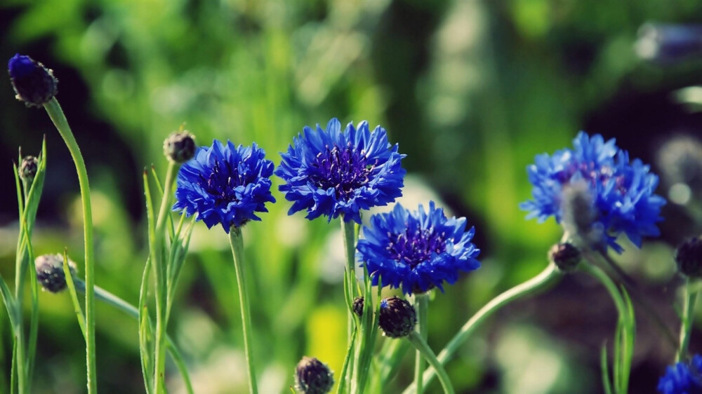 【矢车菊】(拉丁学名:Centaurea cyanus L.)总苞椭圆状，盘花，蓝色、白色、红色或紫色，瘦果椭圆形，顶端排成伞房花序或圆锥花序。矢车菊的故乡在欧洲，被德国奉为国花。【花语】:遇见和幸福。细致，优雅.（也代表幸福）