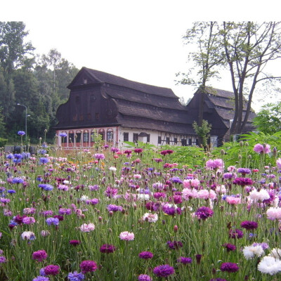 【矢车菊】(拉丁学名:Centaurea cyanus L.)总苞椭圆状，盘花，蓝色、白色、红色或紫色，瘦果椭圆形，顶端排成伞房花序或圆锥花序。矢车菊的故乡在欧洲，被德国奉为国花。【花语】:遇见和幸福。细致，优雅.（也代表幸…