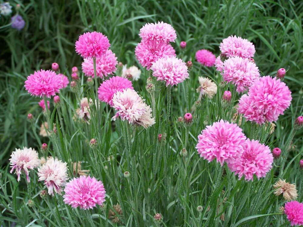 【矢车菊】(拉丁学名:Centaurea cyanus L.)总苞椭圆状，盘花，蓝色、白色、红色或紫色，瘦果椭圆形，顶端排成伞房花序或圆锥花序。矢车菊的故乡在欧洲，被德国奉为国花。【花语】:遇见和幸福。细致，优雅.（也代表幸福）