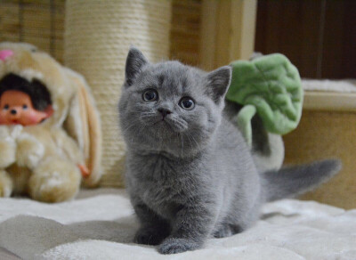 ฅ(͑˚̀˙̭˚́⁾̉ฅ