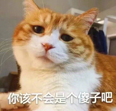 @著名网黄猫日 猫猫表情包 可爱死啦