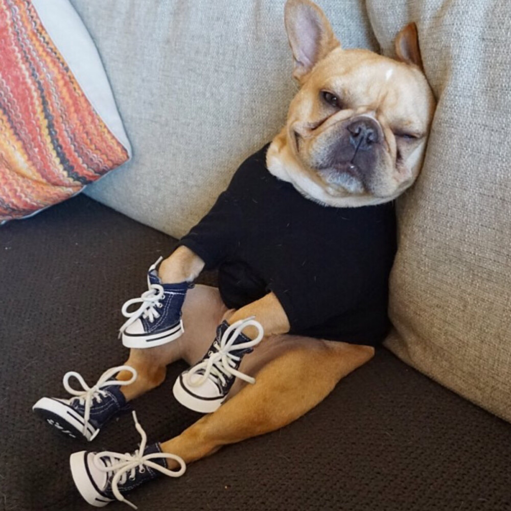 斗牛犬自截ins25626027