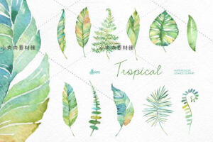 热带植物手绘水彩叶子海报花边封面设计模板PNG设计素材png214