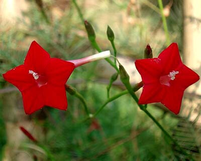 【羽叶茑[niǎo ]萝】一年生缠绕草本，无毛。单叶互生，羽状细裂，裂片线型，托叶与叶片同形。花冠高脚碟状，外形似五角星。羽叶茑萝花形呈聚伞状，一朵或数朵同生在总花梗上。花以红色为多，也有粉色和白色?！颈鹈浚喝屏?、游龙草、锦屏封、五角星花、茑萝松，茑萝花?！净ㄓ铩浚喊胱杂?，忙碌，相互关怀，互相依附